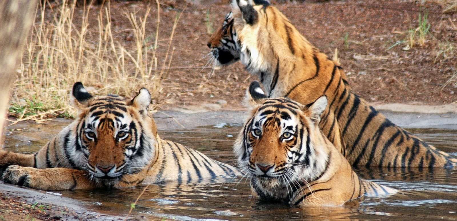 Ranthambore (154 km from Jaipur)