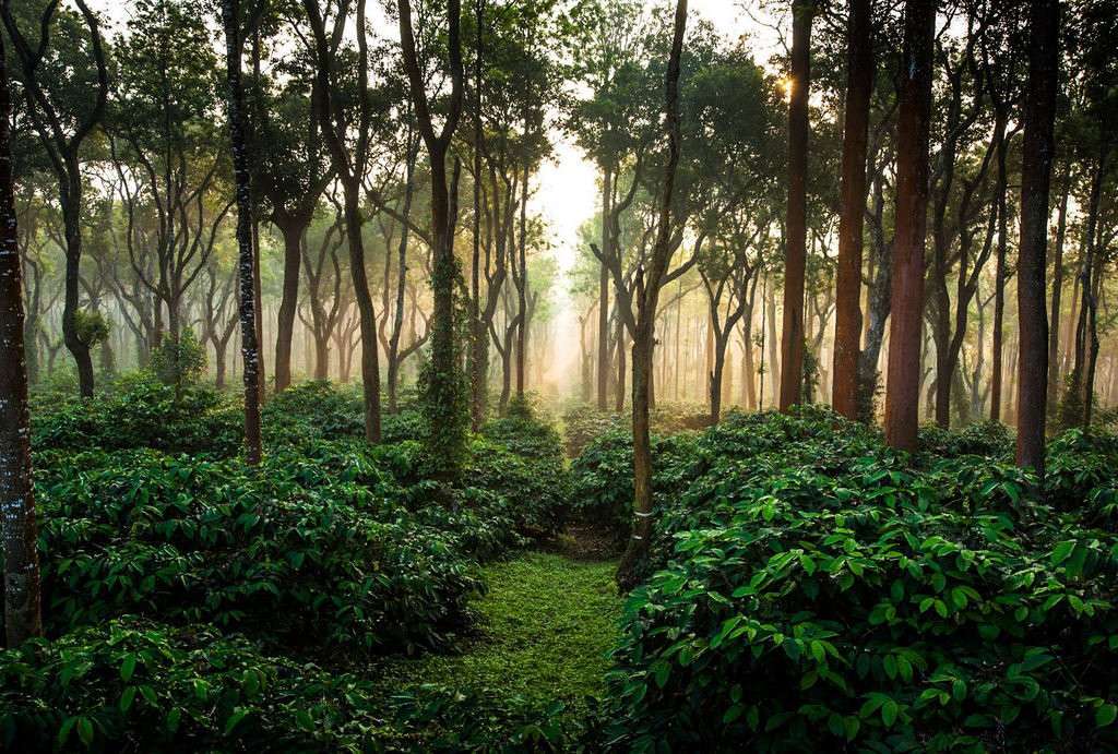 Coffee Plantation Visit