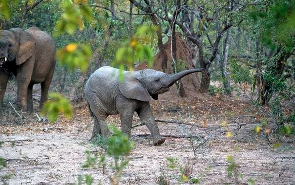 Pushpagiri Wildlife Sanctuary