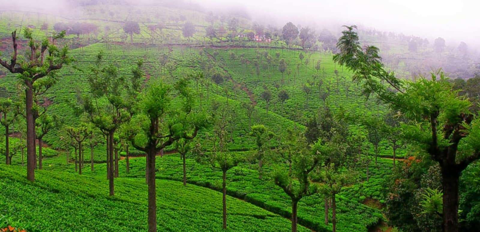 Coonoor (20 km from Ooty)