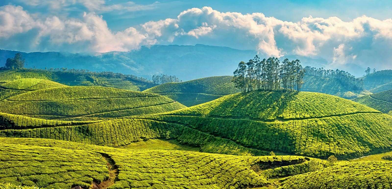 Munnar (243 km from Ooty)