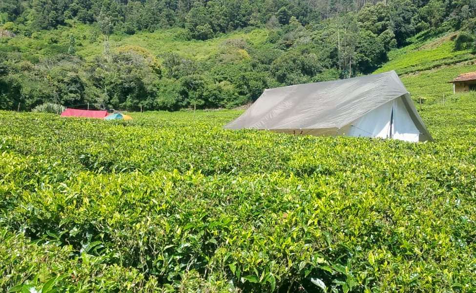 Camping by the Tea Gardens Ooty