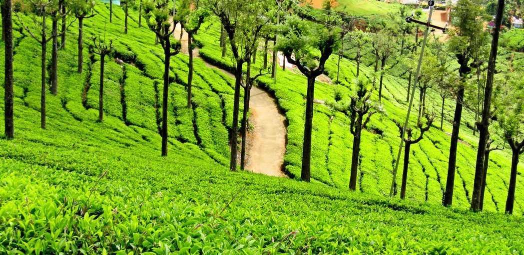  Tea Estate View Point