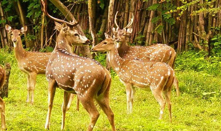 Mudumalai National Park