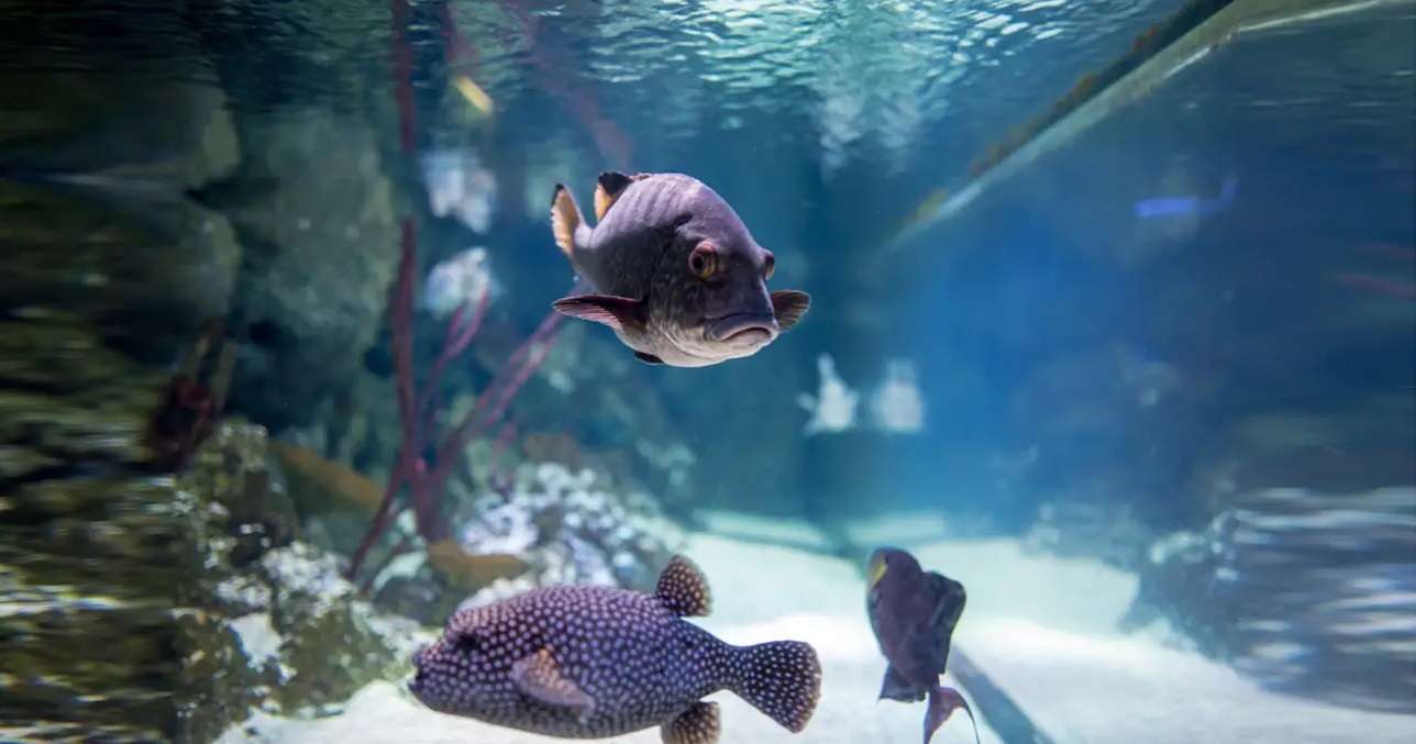 Sea Life in London Tickets: Flat 30% off