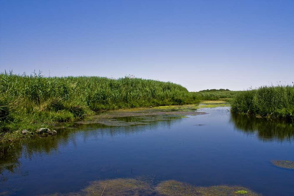 Azraq Wetland Reserve