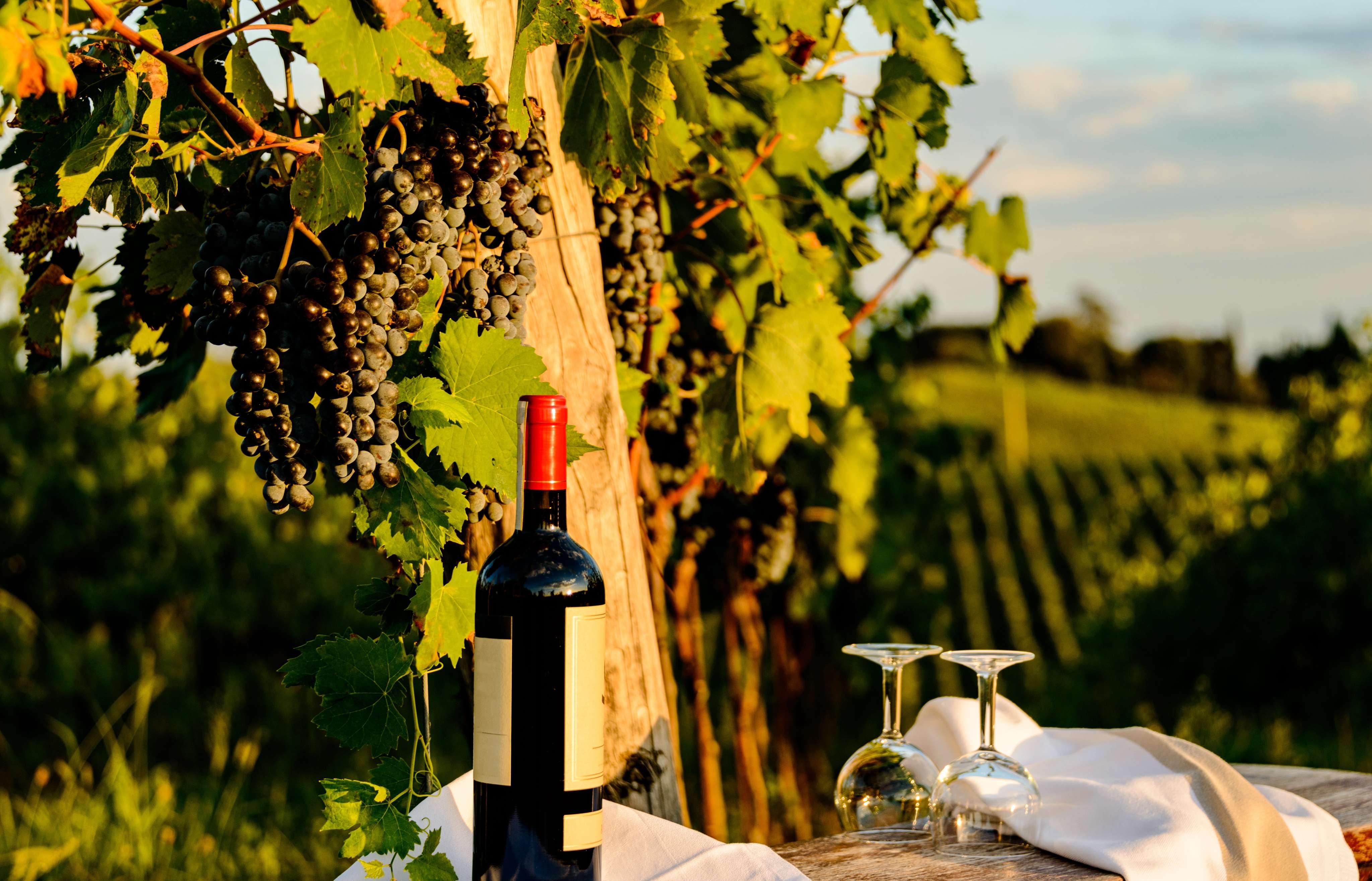 Siena, San Gimignano, Monteriggioni & Chianti Day Trip from Florence