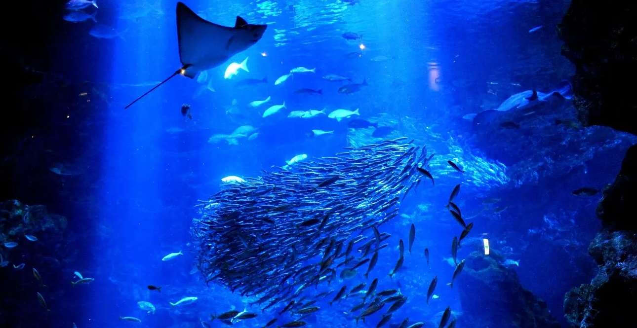Kyoto Aquarium Tickets | Book @ Best Price ₹1299 Only!