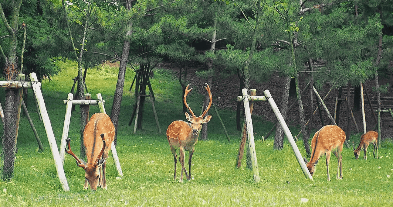 Arashiyama & Nara Deer Park from Osaka | Book @ Flat 10% off