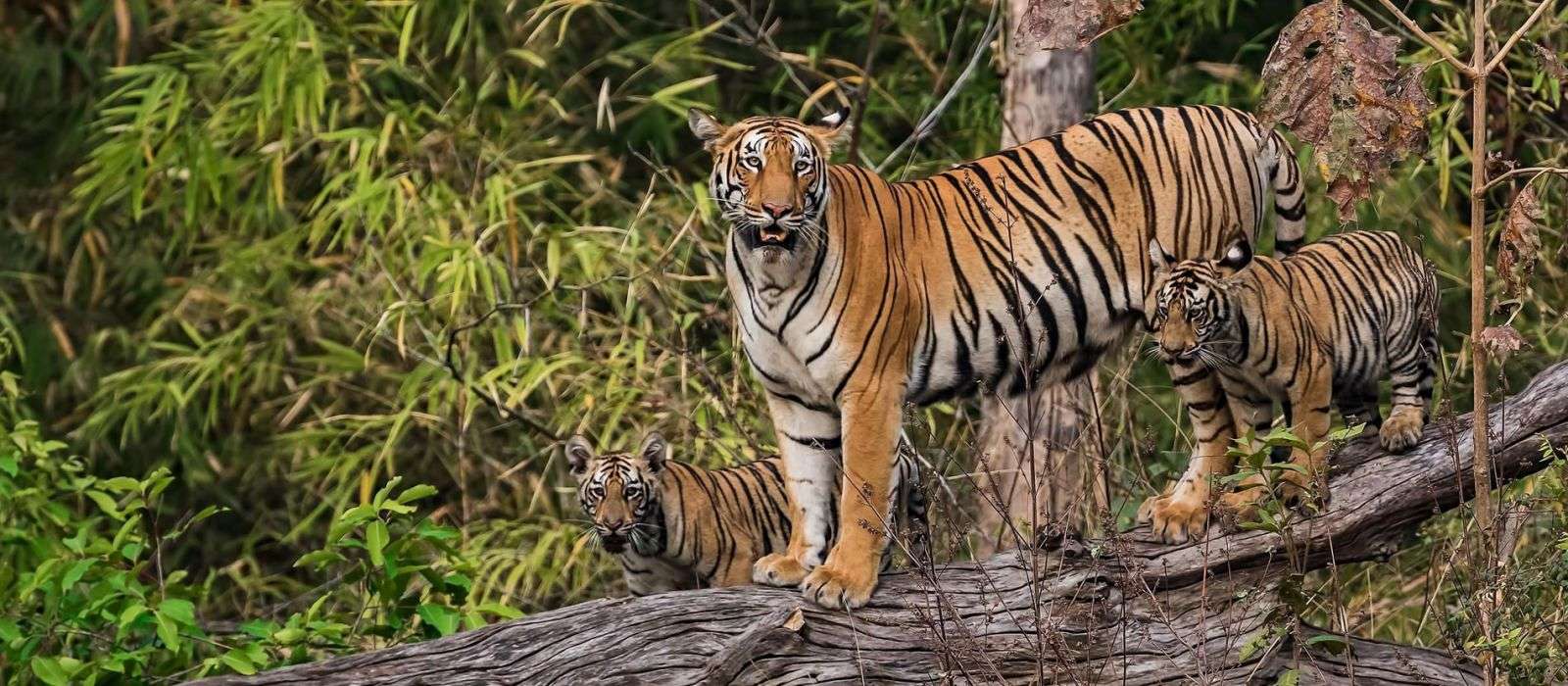 Andhari Tiger Reserve, Chandrapur