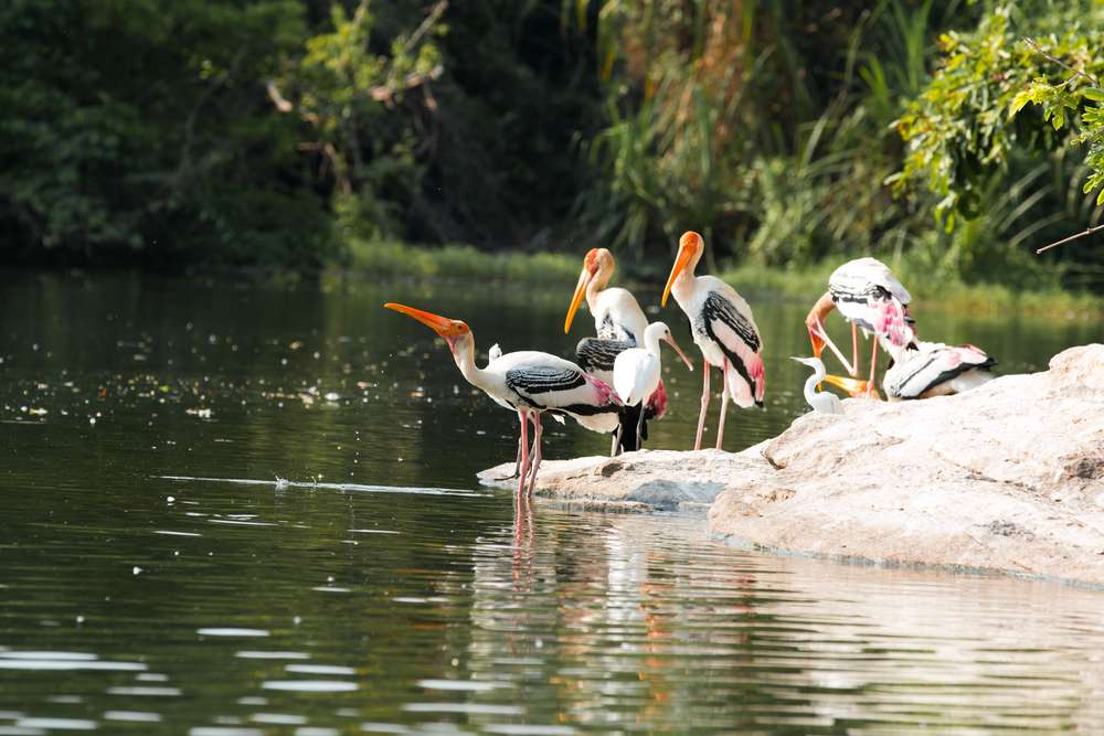 Dr. Salim Ali Bird Sanctuary