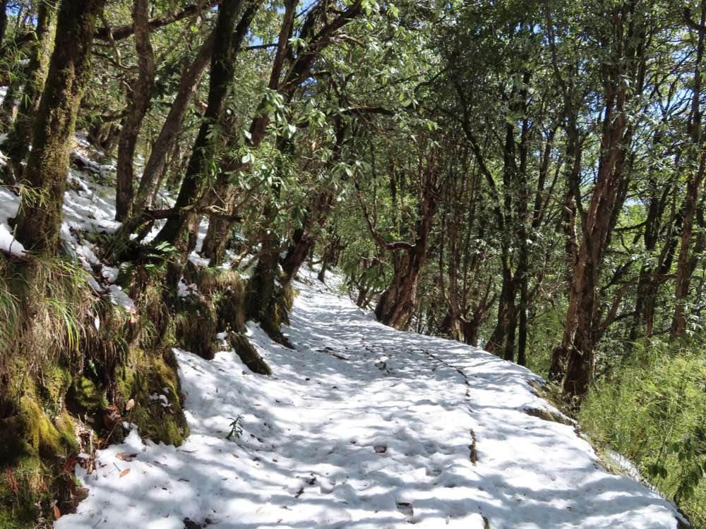 Binsar (384 km from Delhi)