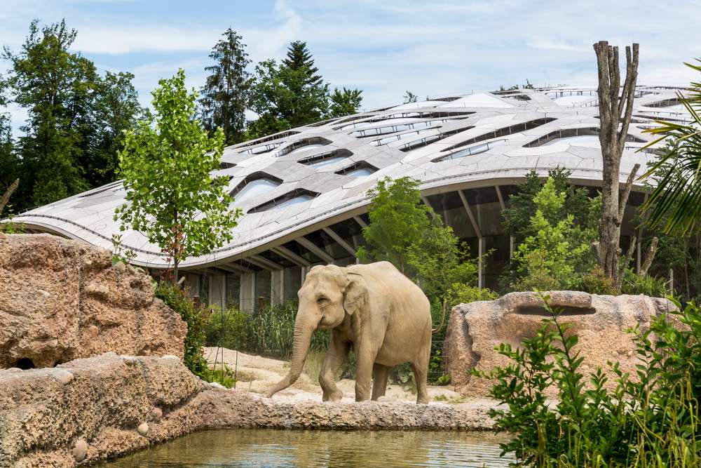 See Exotic Wildlife At The Zurich Zoo