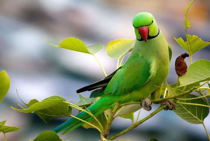 Nawabganj's Bird Sanctuary