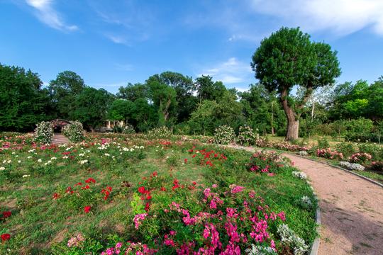 Visit The Famous Rose Garden