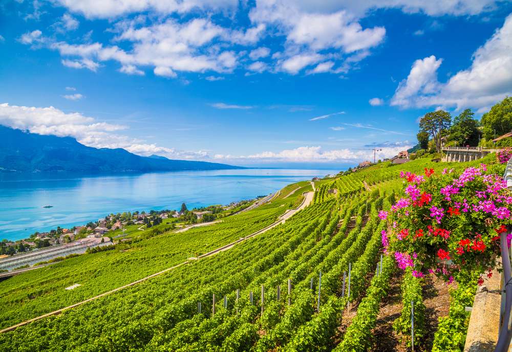 Visit A UNESCO Vineyard At Vevey