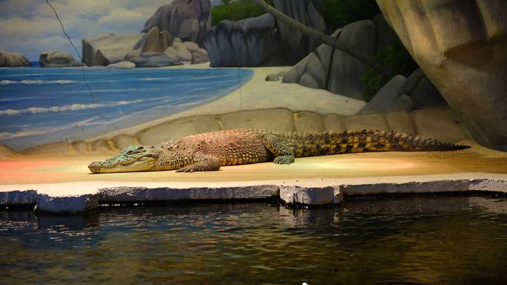 National Chambal Wildlife Sanctuary - (103.5 km from Agra)