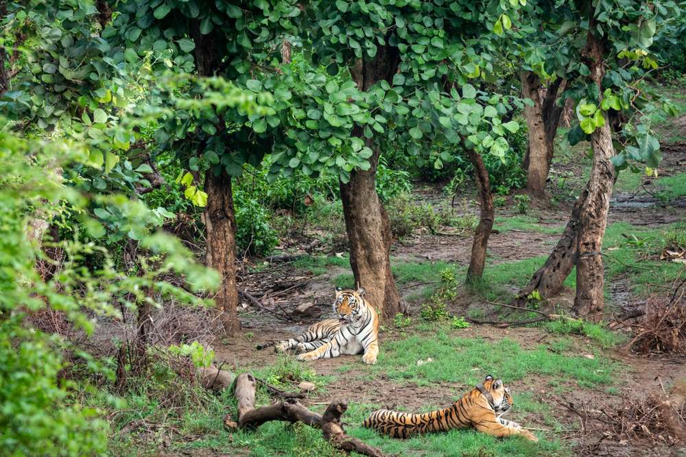 Sariska National Park - (176.3 km from Agra)