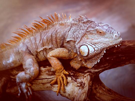 Hyderabad Zoological Tour with Safari