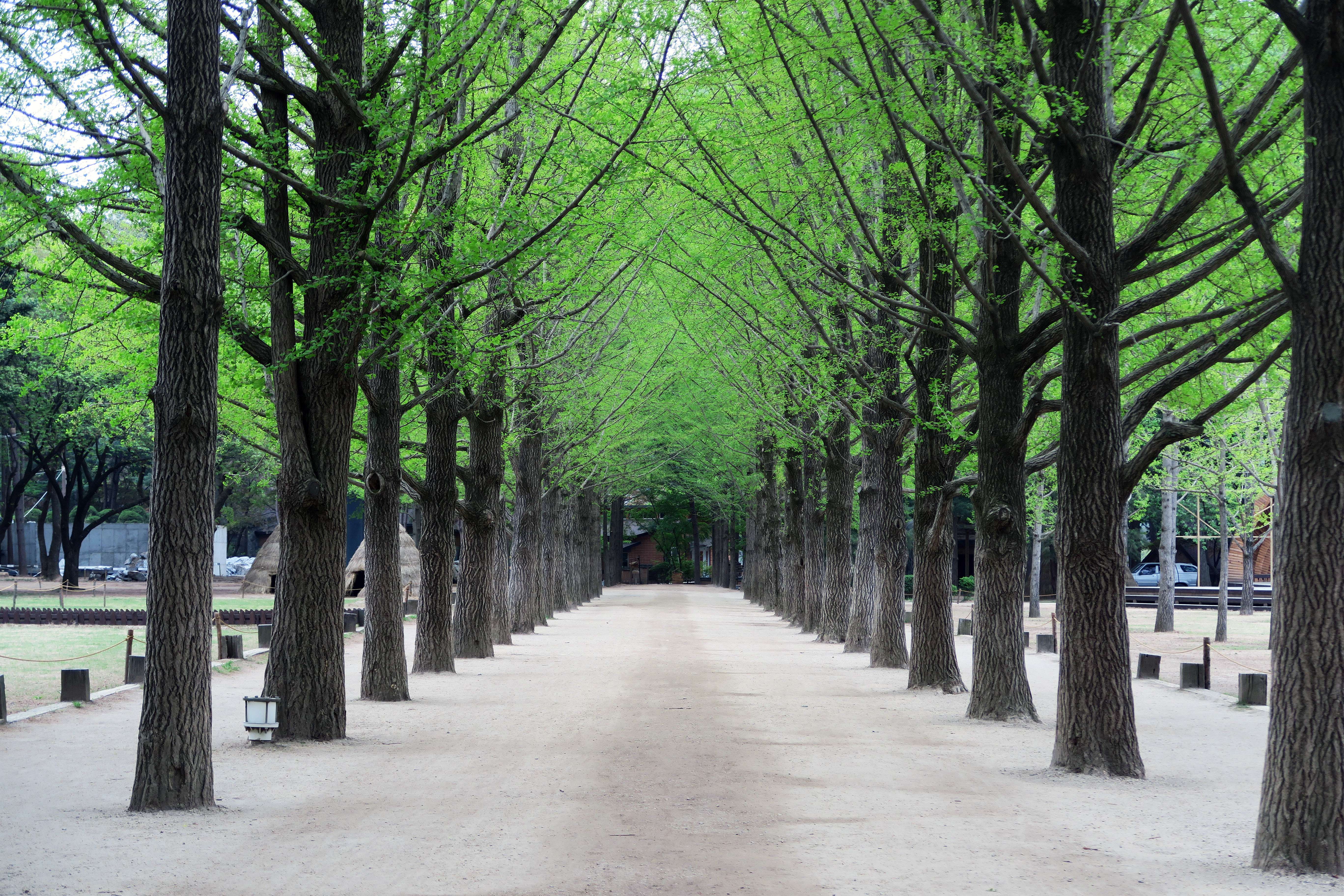 Nami Island Zipwire Tour, Book Now @ Flat 10% off
