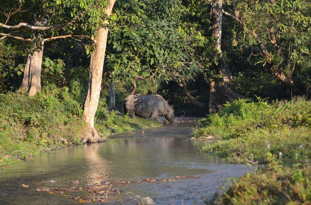Jaldapara Wildlife Sanctuary