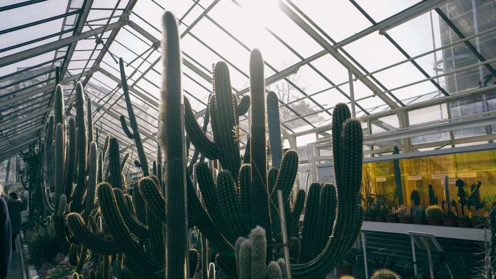 Sukkulenten-Sammlung