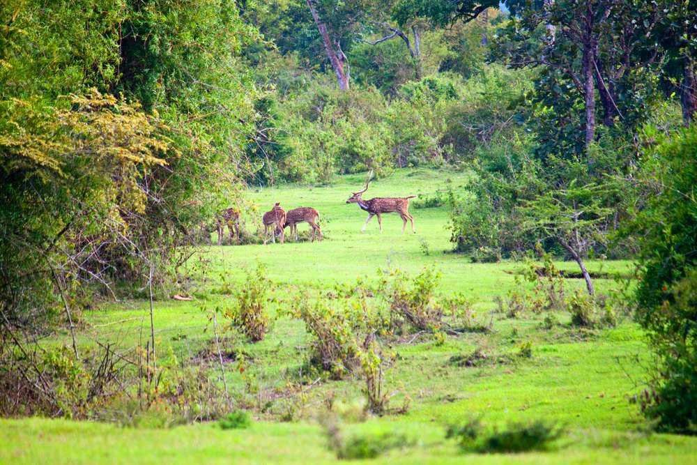 Mudumalai (45 Km from Ooty)