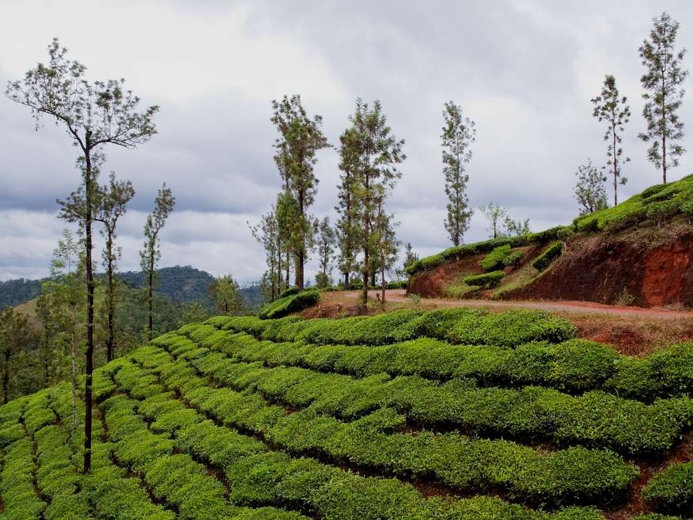 Vythiri (122 Km from Ooty)