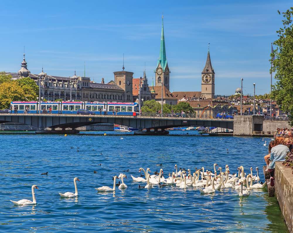 Bird Watching At Zurich Lake