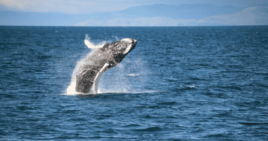 Winter Whale Watching Reykjavik Trip, Book @ Flat 19% off