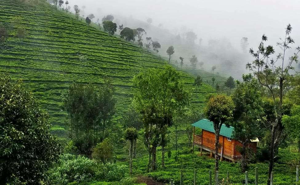 Tea Plantation Stay, Ooty
