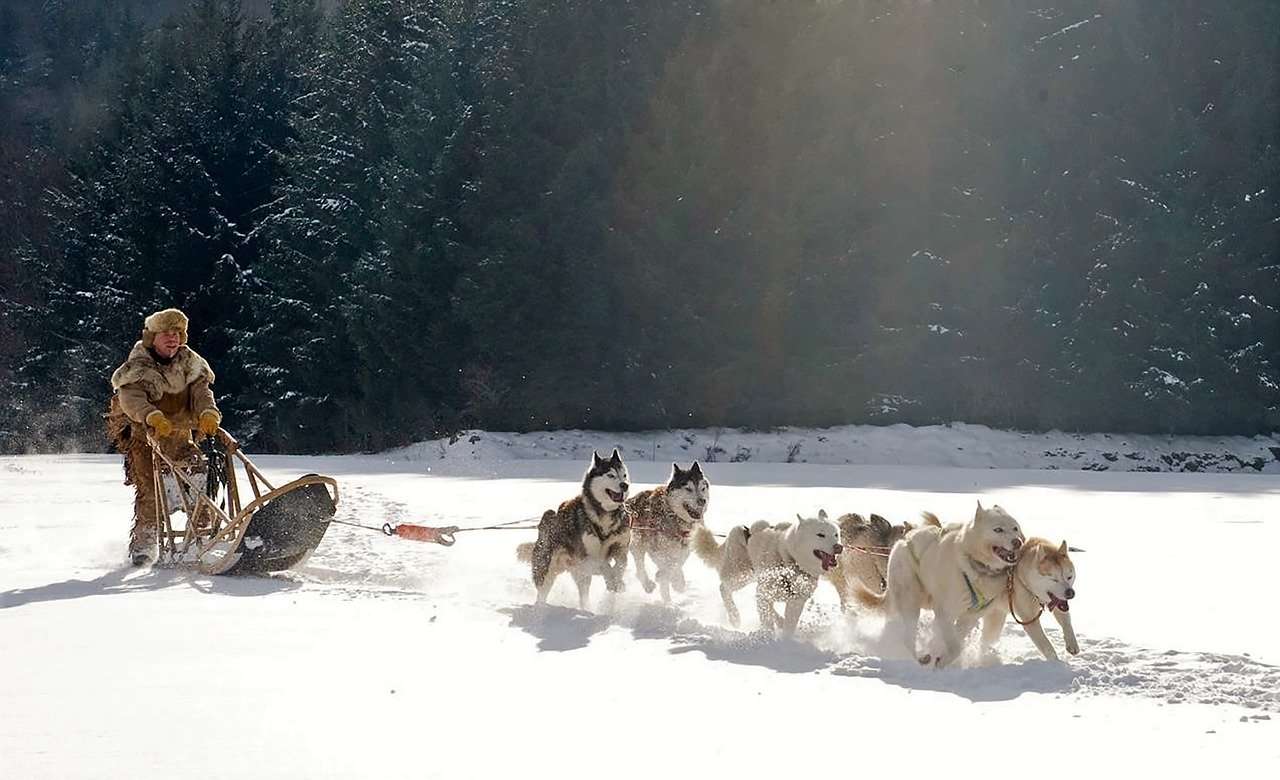 Go Dog Sledding