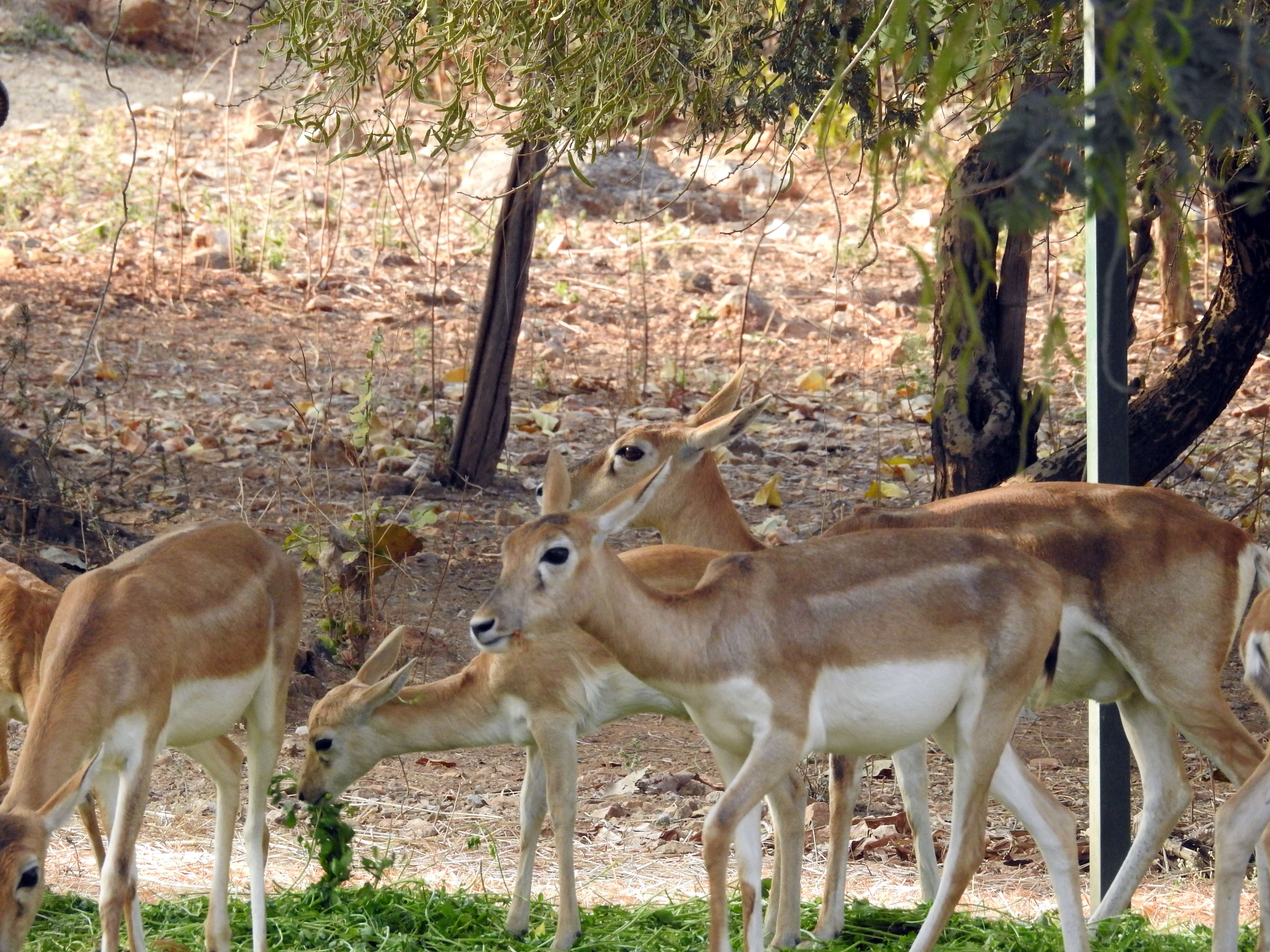 SajjanGarh Biological Park