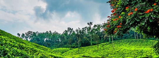 20 Places Near Chikmagalur in {{year}} (Distance & Best Time)