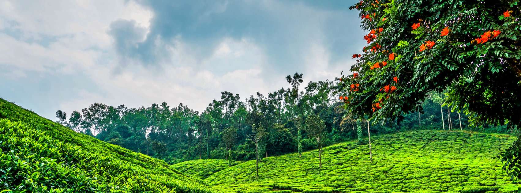 20 Luxury Homestay in Chikmagalur: {{year}} (UPTO 30% OFF)