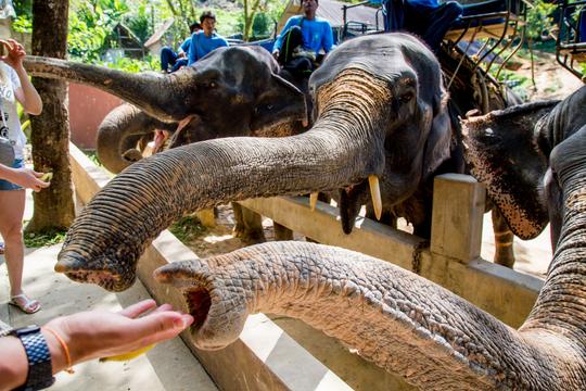 Krabi Elephant Sanctuary | Book Online & Get 1700 Cashback