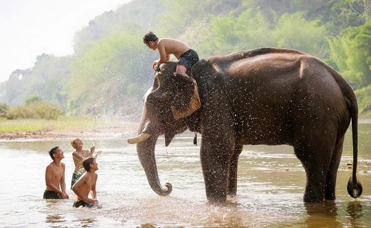 Elephant Bathing Krabi | Book Online & Get Flat 30% off