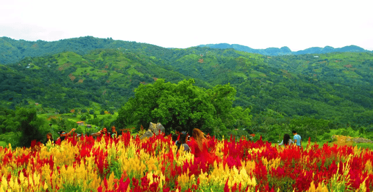 Celosia Flower Farm & Jumalon Butterfly Sanctuary Tour, Flat 20% off