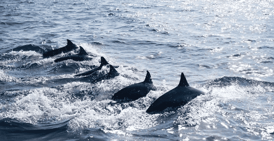 Panglao Island Hopping Tour, Book Now @ Flat 20% off