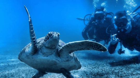 Scuba Diving El Nido Adventure Experience, Flat 19% off