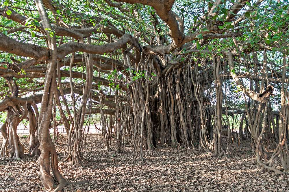 Big Banyan Tree