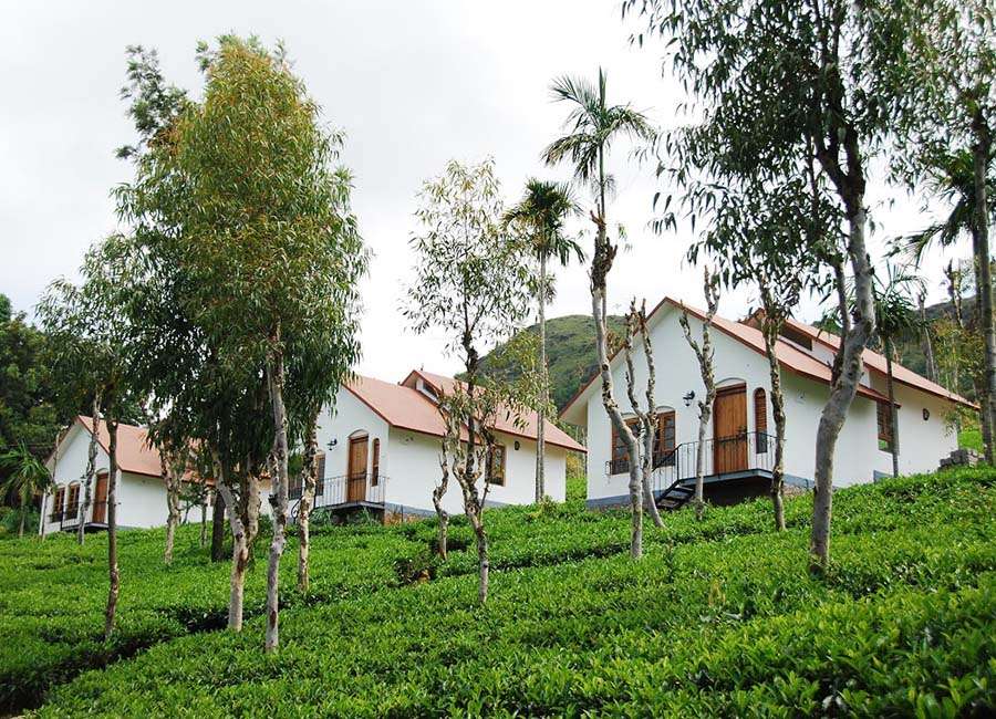 Tea Terrace Vythiri