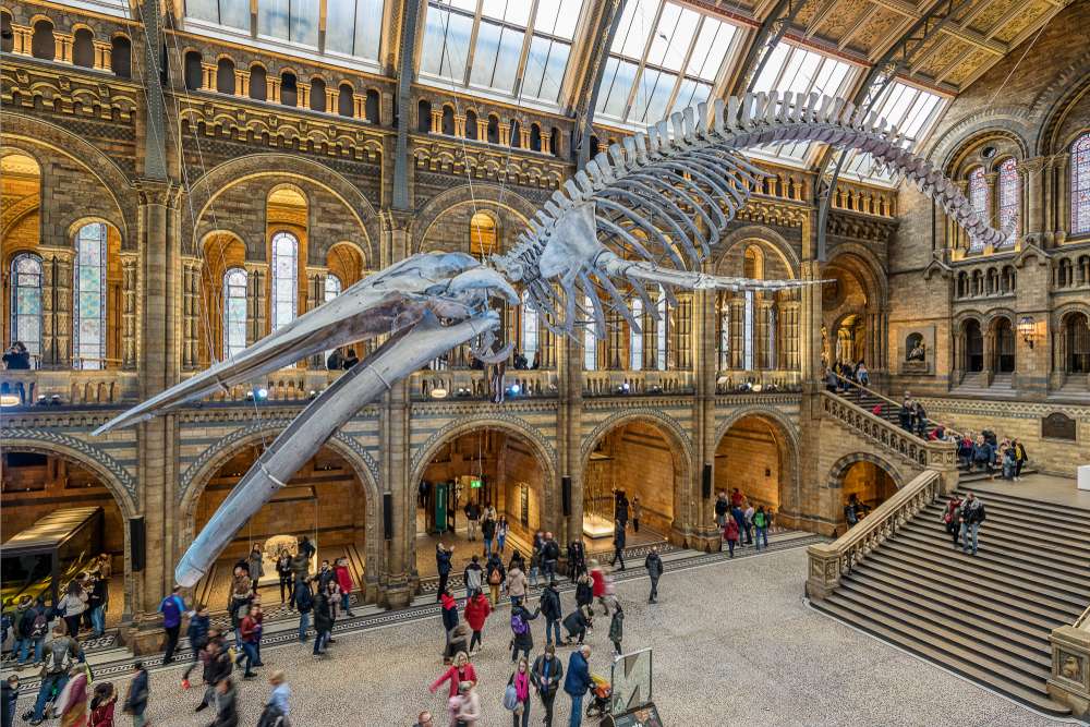 Visit the Natural History Museum