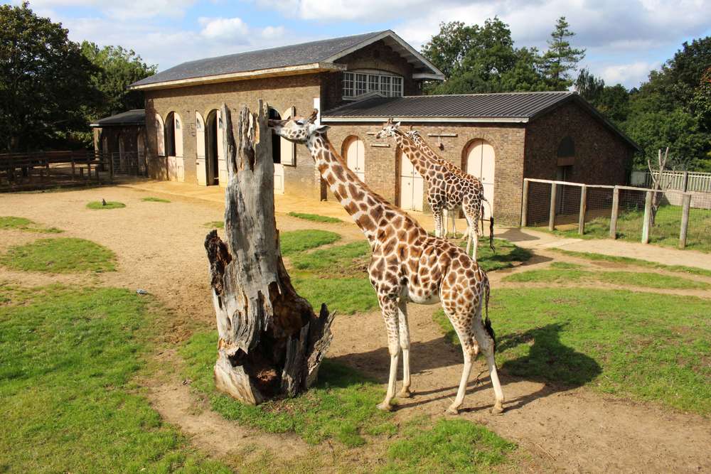 Go to the London Zoo