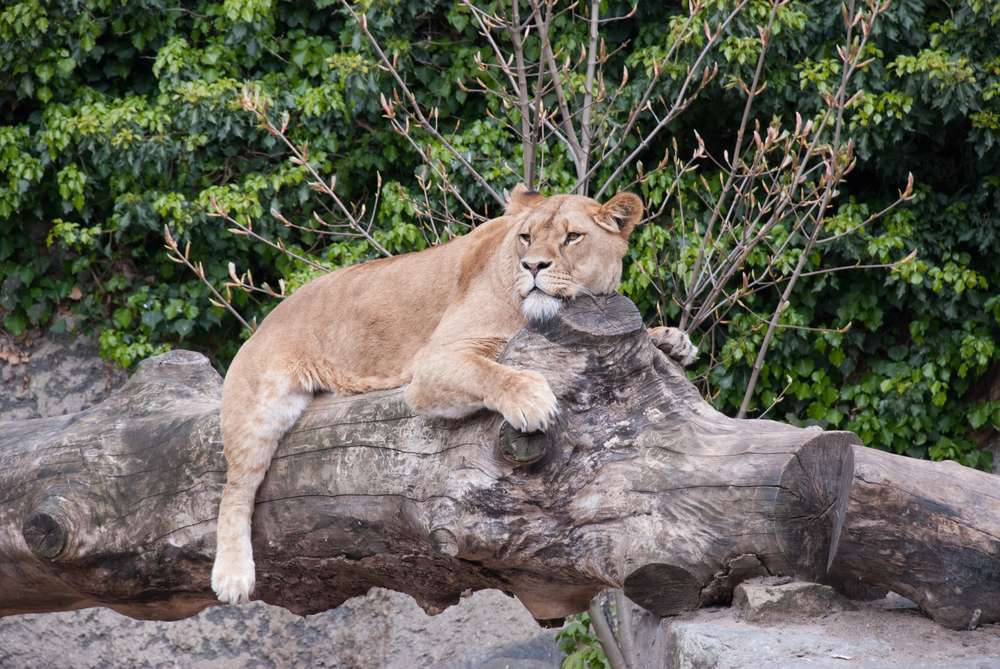 Stroll The ARTIS Royal Zoo
