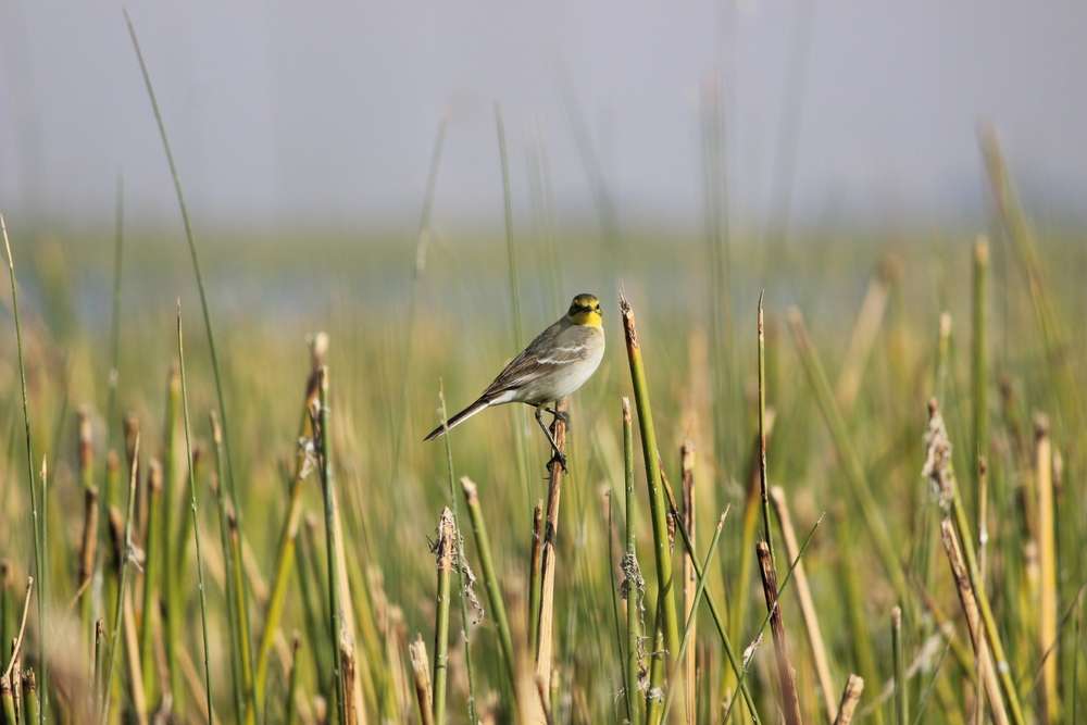 Nalsarovar Bird Sanctuary