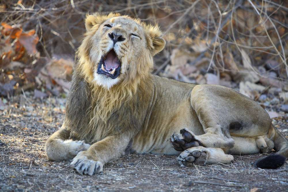 Gir National Park