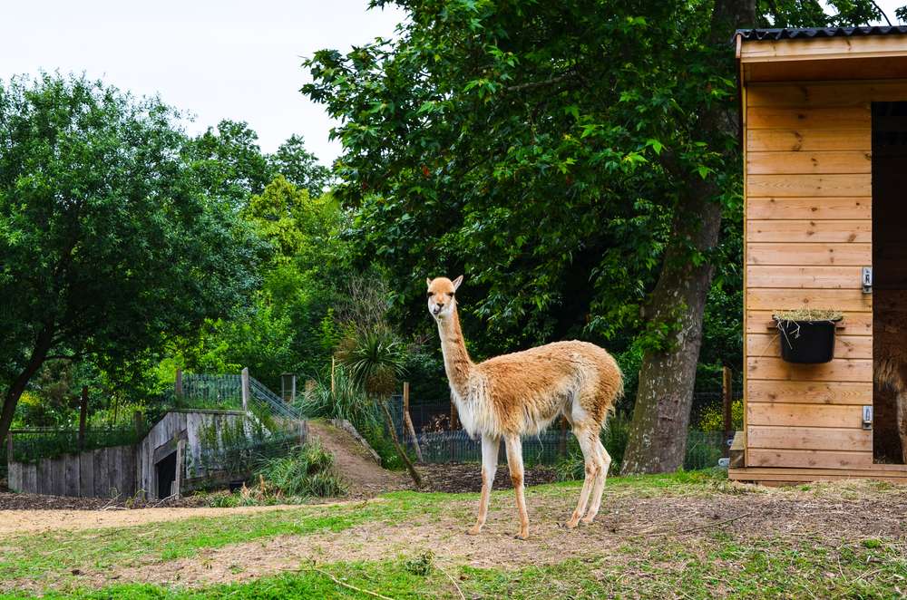Explore the ZSL London Zoo