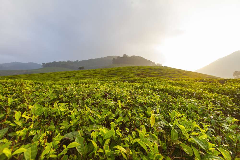 Kausani Tea Estate