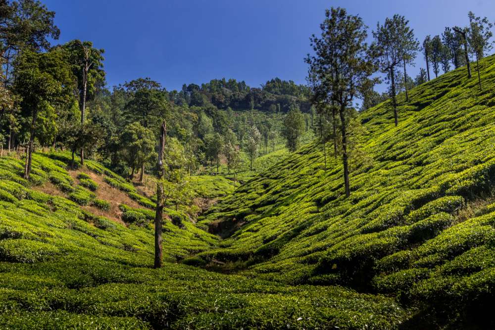 Explore Kausani Tea Estate